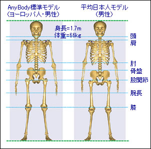 日本人の人体モデル