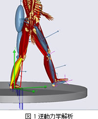 図1　逆動力学解析